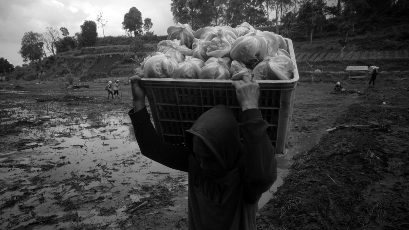 Petani memanen sayur di Cikahuripan, Lembang, Senin, 26 Mei 2025. (Foto: Prima Mulia/BandungBergerak)