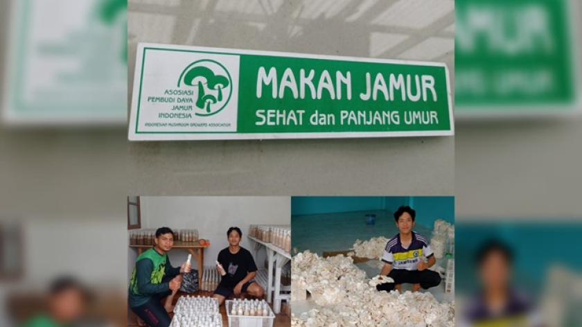 Usaha pembibitan jamur tiram yang dilakukan adik dan anak saya di rumah. (Foto: Malia Nur Alifa)