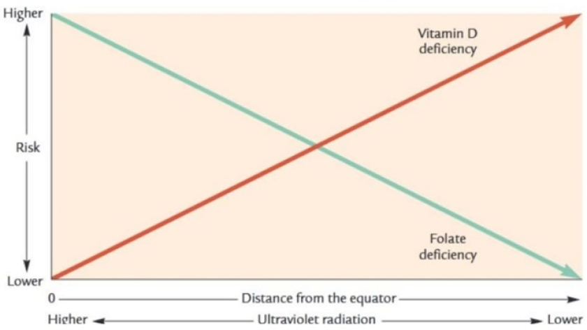 Di dekat ekuator, kulit gelap akan menghalangi kerusakan asam folat akibat tingginya radiasi ultraviolet. Semakin jauh dari ekuator, risiko ini menurun & risiko defisiensi vitamin D meningkat, sehingga memudahkan evolusi warna kulit ke arah kulit yang lebih terang. (Foto: Dokumentasi Johan Arif)