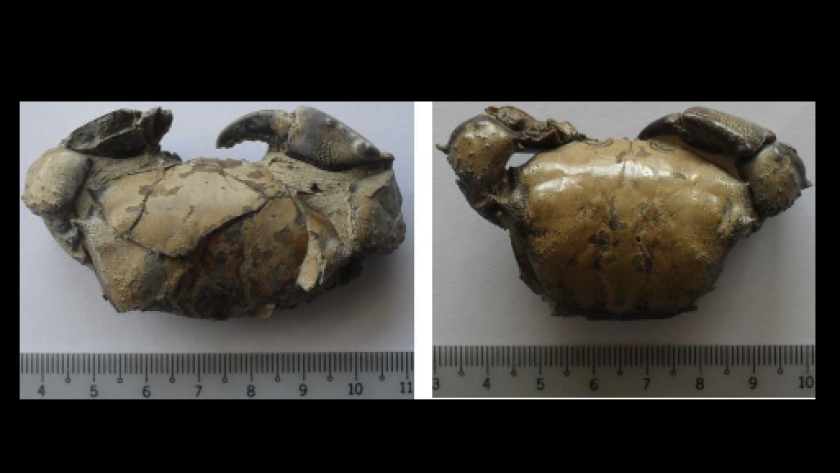 Fosil tulang ikan. (Sumber: Dokumen Penulis)