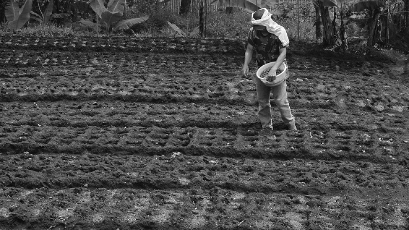 Pertanian di wilayah Cimenyan dengan pendampingan dari Yayasan Odesa, November 2025. (Foto: Insan Radhian/BandungBergerak)