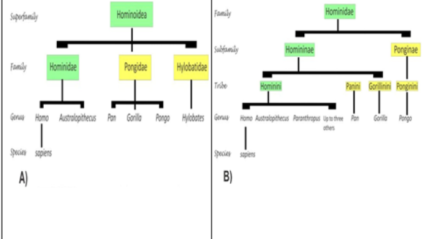 Dua hipotesa taksonomi kera besar. (Sumber: Dok Penulis)
