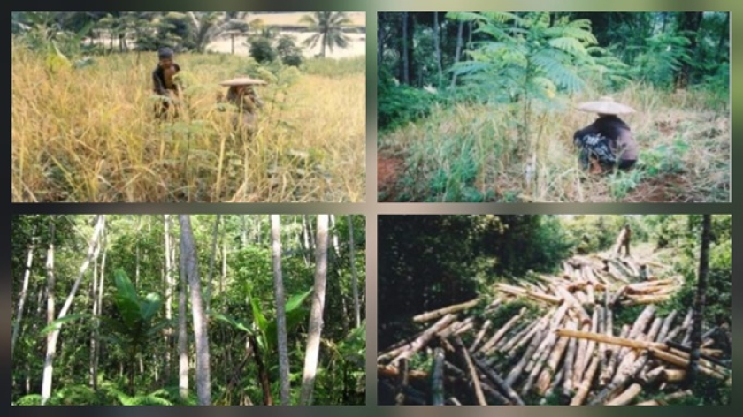 Tata cara menanam pohon albasiah di huma: (Kiri Atas) panen padi huma; (Kanan Atas) penyiangan jerami di sekitar pohon albasiah muda; (Kiri Bawah) pohon-pohon albasiah siap dipanen di reuma kolot; (Kanan Bawah) batang-batang kayu albasiah hasil pemanenan di reuma kolot. (Foto: Johan Iskandar)