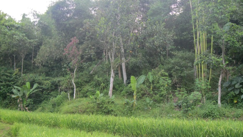 Gambar 2: Kebun campuran (talun) di pinggiran kawasan sawah, vegetasinya sangat rimbun menyerupai vegetasi hutan alami, sehingga memiliki fungsi seperti hutan, termasuk menahan erosi tanah, menyuburkan tanah, membantu mengatur sistem hidrologi kawasan DAS, menghasilkan aneka ragam pangan dan non pangan, serta adaptif terhadap perubahan iklim yang tidak menentu. (Foto: Johan Iskandar)