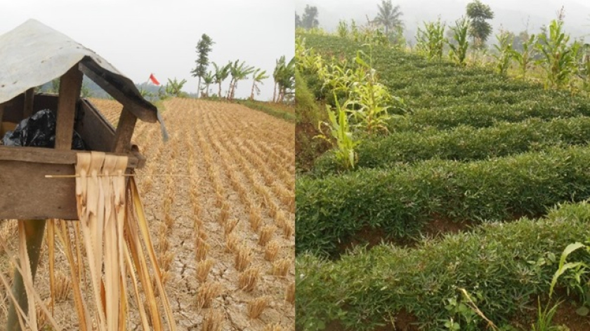 Sawah usai panen padi dilanda kekeringan (kiri), dan petani sawah tidak memaksakan tanam padi di sawah yang kurang air, tetapi diganti dengan tanam beubeutian ubi jalar (hui boléd), merupakan adaptasi penduduk terhadap bencana kekeringan/krisis iklim (kanan). (Foto: Johan Iskandar)