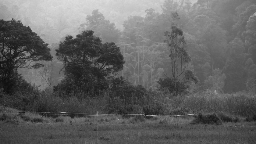 Lanskap Ranca Upas, Rancabali. (Foto: Prima Mulia/BandungBergerak)