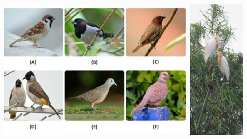 Gambar 2. Jenis-jenis burung yang umum ditemukan di Summarecon: a. burung gereja, b. burung pipit, c. burung peking, d. burung kutilang, e. burung perkutut, f. burung tekukur (kaman), serta kelompokan burung kuntul kerbau sedang hinggap di pepohonan bambu pinggiran danau/empang retensi kawasan Summarecon (kanan). (Foto: Johan Iskandar)
