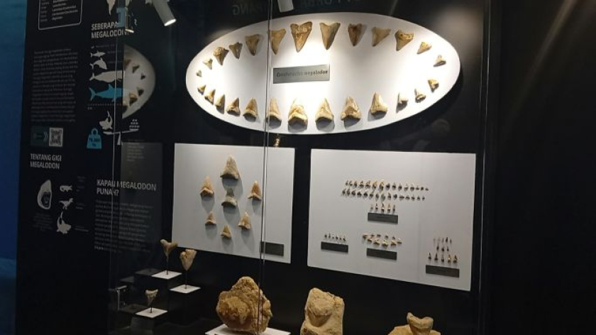 Museum Megalodon di Desa Gunungsungging, Kecamatan Surade, Kabupaten Sukabumi, Jawa Barat, Senin, 28 September 2026. (Foto: Muhammad Akmal/BandungBergerak)