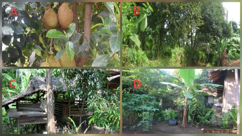 Gambar 2. Aneka ragam jenis tanaman buah di pekarangan: (A) nangka, (B) alpukat, (C) mangga, serta (D) pisang dan pepaya (Foto: Johan Iskandar)