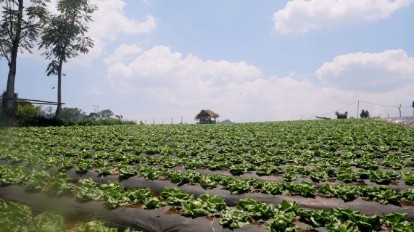 Kebun sayur di Kampung Cicalung di Pasewakan Waruga Jati, Lembang, Rabu, 21 Oktober 2026. (Foto: Fitri Amanda/BandungBergerak)