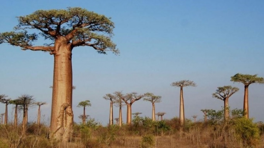 Pohon Baobab. (Foto: Dokumentasi Johan Arif)