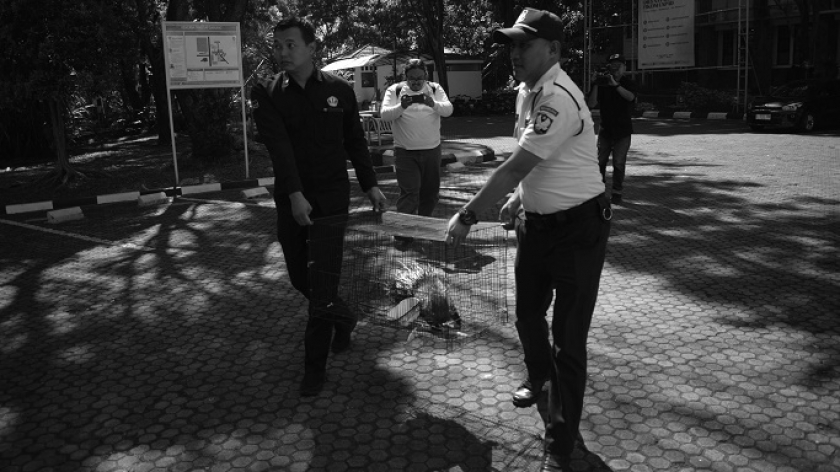 Petugas membawa landak Jawa (Hystrix javanica) dalam kurungan menuju mobil BKSDA Jawa Barat di halaman Pusat Studi Komunikasi Lingkungan Fikom Universitas Padjadjaran (Unpad) di Jatinangor, Sumedang, 17 September 2024. (Foto: Prima Mulia/BandungBergerak)