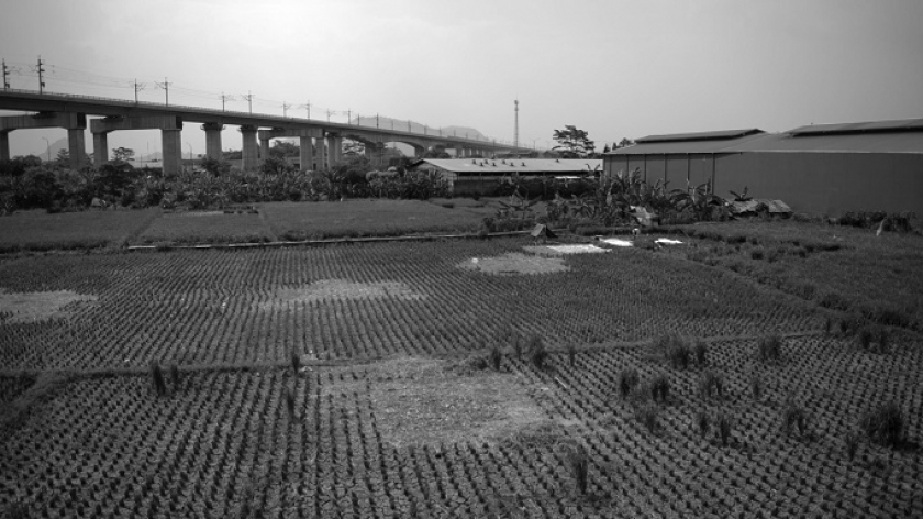 Lanskap sawah garapan Ujang Itok di Cigondewah Kaler, Kota Bandung, 15 Oktober 2024. (Foto: Prima Mulia/BandungBergerak)