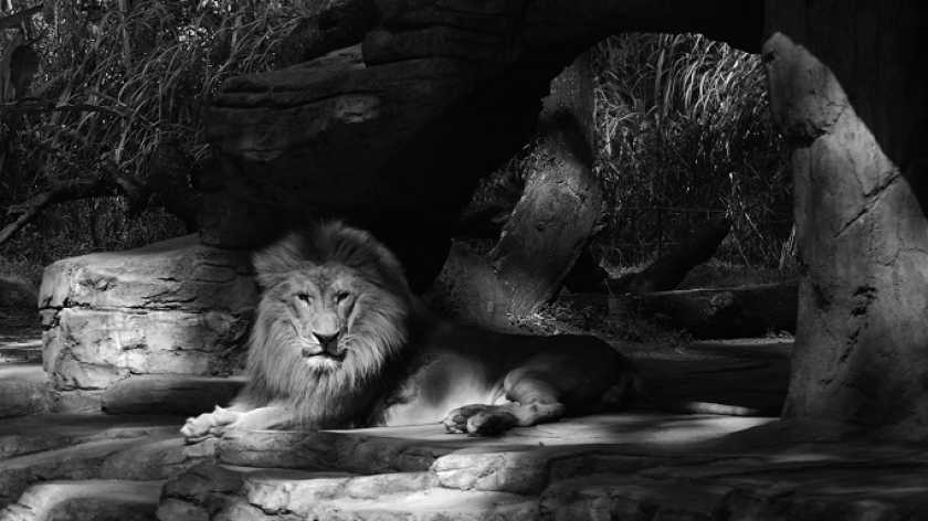 Singa koleksi Bandung Zoological Garden di Bandung, 29 Juli 2021. Kebun binatang ini termasuk kawasan wisata yang paling terdampak selama pandemi Covid-19. Manajemen telah menyiapkan skenario terburuk. (Foto: Prima mulia/BandungBergerak.id)
