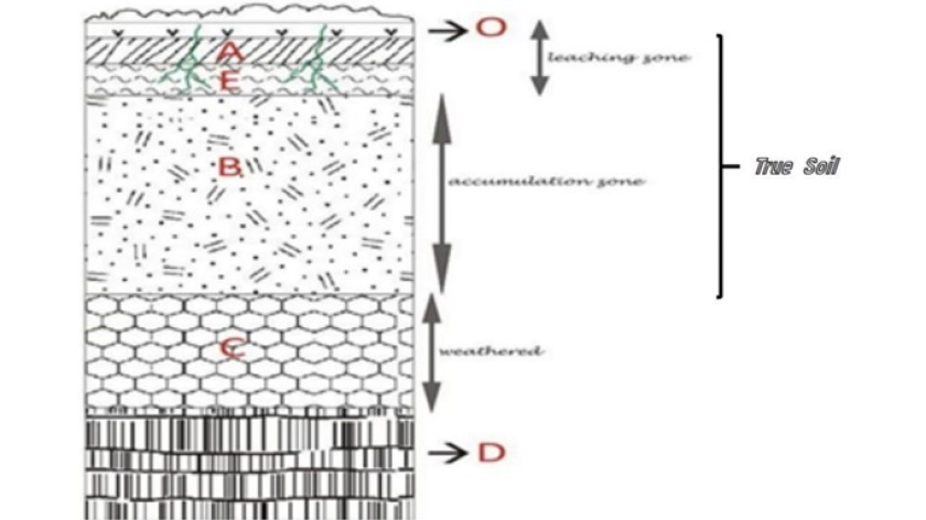 Penampang ideal tanah yang berumur tua dari daerah beriklim lembab di garis lintang tengah. Horizon O sampai B disebut true soil. (Foto: Dokumentasi Johan Arif)