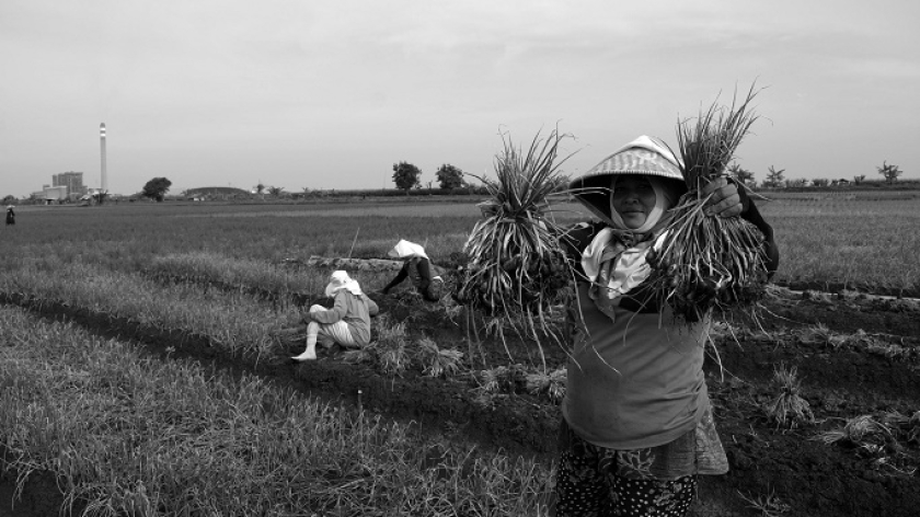 Petani memanen bawang merah di area gusuran PSN eks proyek PLTU Indramayu 2 Desa Mekarsari, Kecamatan Patrol, Indramayu, Jawa Barat, 23 Desember 2024. (Foto: Prima Mulia/BandungBergerak)