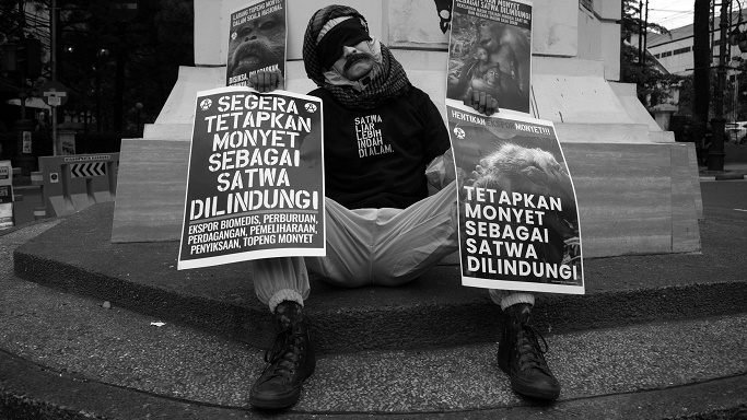 Seruan Perlindungan untuk Monyet Ekor Panjang dan Beruk dari B...