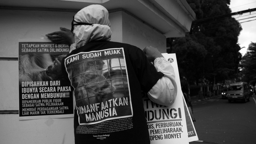 Aktor dan aktivis Wanggi Hoed melakukan aksi seruan perlindungan untuk monyet ekor panjang dan beruk, Bandung, 30 Januari 2025. (Foto: Prima Mulia/BandungBergerak) 
