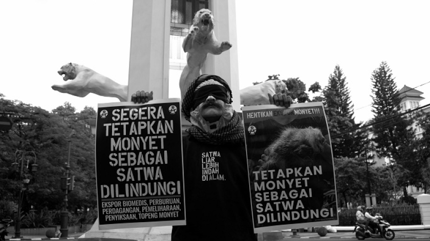 Aktor dan aktivis Wanggi Hoed melakukan aksi seruan perlindungan untuk monyet ekor panjang dan beruk, Bandung, 30 Januari 2025. (Foto: Prima Mulia/BandungBergerak) 