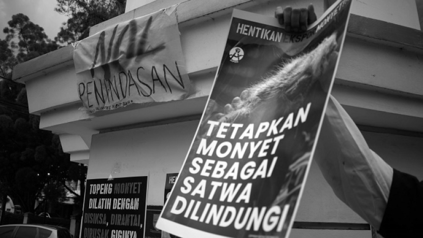Aktor dan aktivis Wanggi Hoed melakukan aksi seruan perlindungan untuk monyet ekor panjang dan beruk, Bandung, 30 Januari 2025. (Foto: Prima Mulia/BandungBergerak) 