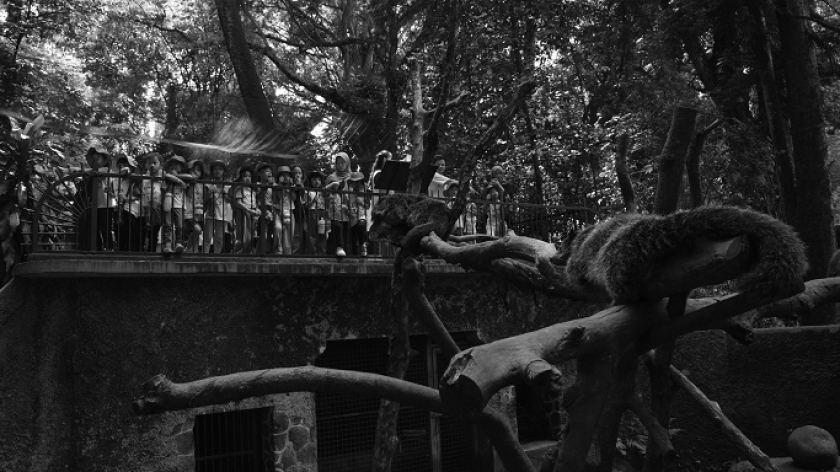 Anak-anak melihat satwa binturong di Bandung Zoo atau Kebun Binatang Bandung, 5 Februari 2025. (Foto: Prima Mulia/BandungBergerak)