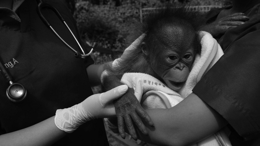 Bayi orang utan sedang berjemur pagi di Bandung Zoo di Bandung, 21 Februari 2025. (Foto: Prima Mulia/BandungBergerak )