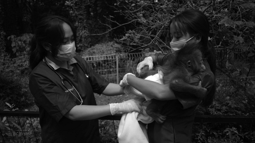 Bayi orang utan sedang berjemur pagi di Bandung Zoo di Bandung, 21 Februari 2025. (Foto: Prima Mulia/BandungBergerak )