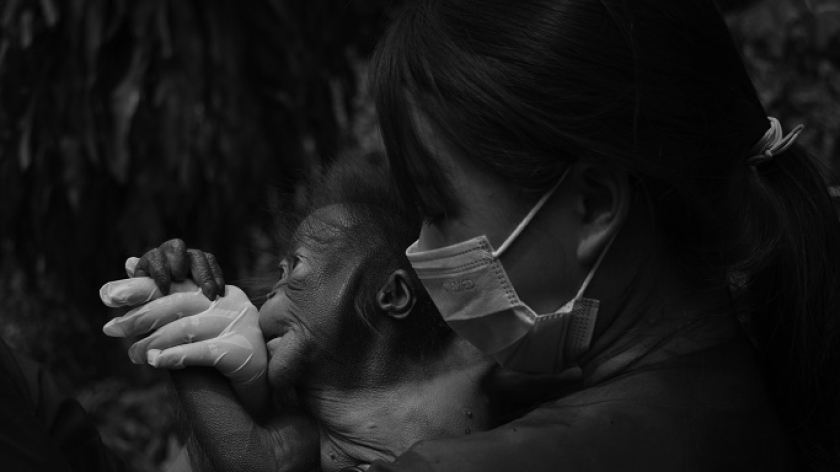Bayi orang utan di Bandung Zoo di Bandung, 21 Februari 2025. (Foto: Prima Mulia/BandungBergerak )