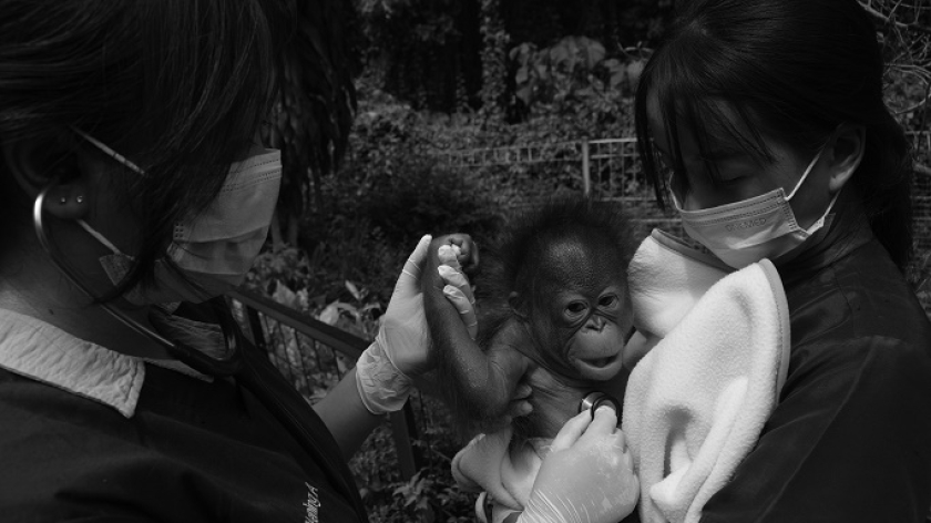 Bayi orang utan menjalani pemeriksaan kesehatan di Bandung Zoo di Bandung, 21 Februari 2025. (Foto: Prima Mulia/BandungBergerak )