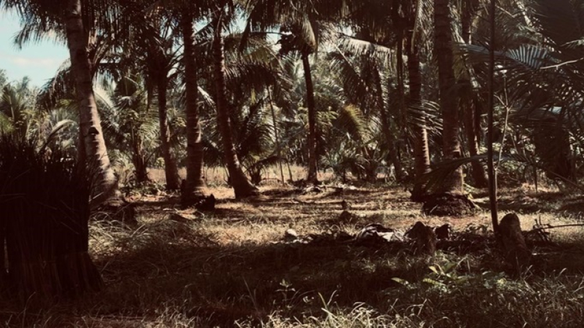 Lahan-lahan di Dusun Cikubang, Desa Cintakarya, Kecamatan Parigi, Kabupaten Pangandaran, ditanami berbagai jenis tanaman seperti singkong, pisang, kelapa, dan hasil kebun lainnya yang dapat diandalkan warga. (Foto: Dokumentasi Intan M Prasiwi dkk.) 