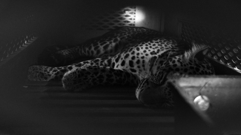 Seekor macan tutul jawa (Panthera pardus melas) dalam kondisi terbius di kandang evakuasi di halaman Hotel Anugerah di Bandung, 6 Oktober 2025. (Foto: Prima Mulia/BandungBergerak)