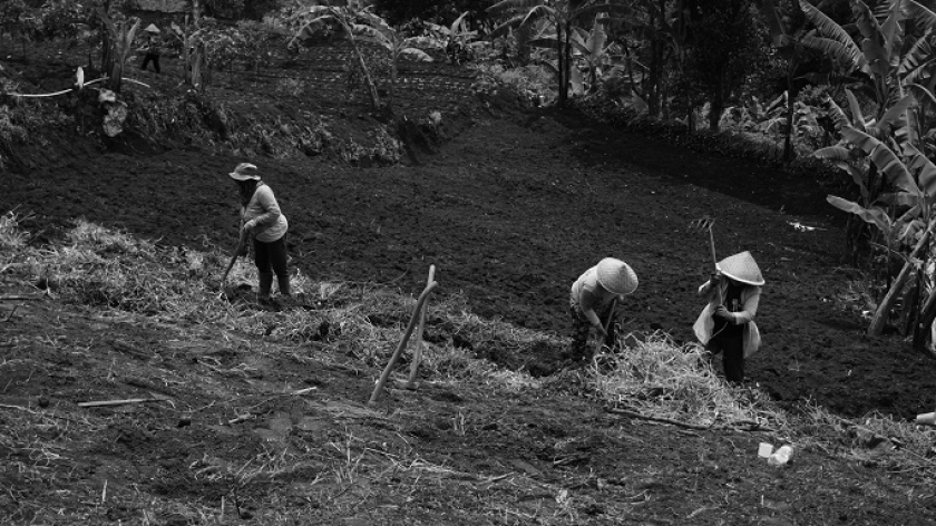 Petani di ladang yang disokong oleh Odesa Indonesia, Cimenyan, Kabupaten Bandung, 8 November 2025. (Foto: Audrey Kayla/BandungBergerak)