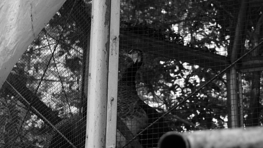 Koleksi satwa Tahura Djuanda, Bandung, 8 November 2025. (Foto: Audrey Kayla/BandungBergerak)