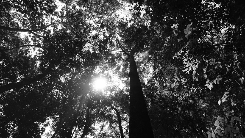 Pepohonan di Tahura Djuanda, Bandung, 8 November 2025. (Foto: Audrey Kayla/BandungBergerak)