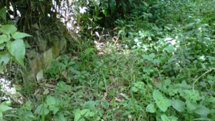 Nisan makam Tuan Elman yang tertutup semak di selatan Sindangreret Cikole. (Foto: Malia Nur Alifa, 2012)