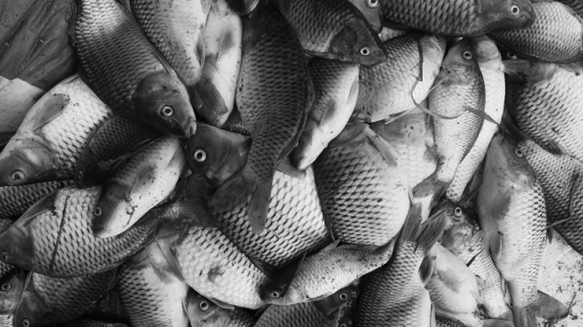 Kumpulan Ikan mati bercampur dengan lumpur akibat banjir bandang di Mukapayung, Cililin, 5 Desember 2025. (Foto: Insan Radhiyan/BandungBergerak)