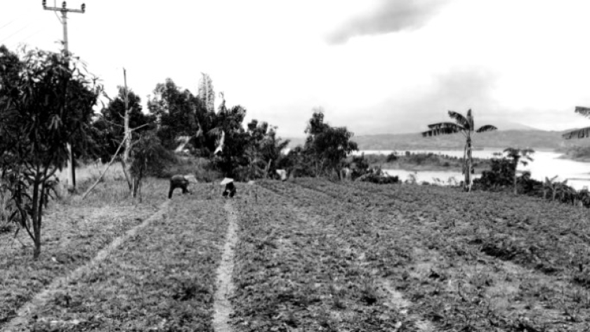 Sawah bersebelahan dengan Waduk Jatigede, Sumedang, Jawa Barat, November 2025. (Foto: Kelompok 2A Jurnalisme Advokasi)