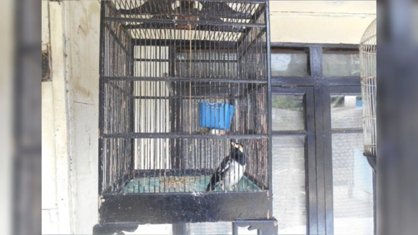 Burung jalak suren (Gracupica jalla) dipelihara oleh penduduk Pangkalan, Pangalengan,  tetapi keberadaannya di alam telah punah. (Foto: Johan Iskandar)