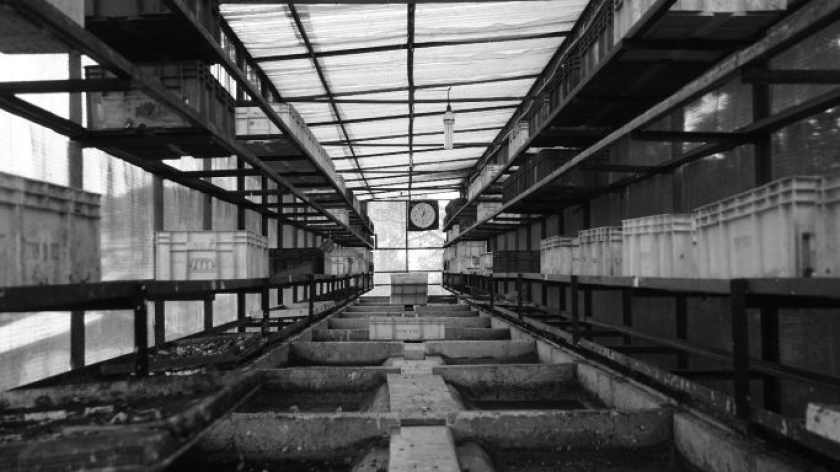 Rumah Budidaya Pembesaran Maggot/ Black Soldier Fly (BSF), Kelurahan Tamansari, Bandung 13 Januari 2026. (Foto: Andika Putra Nugraha)