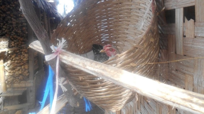 Sarang ayam di dalam carangka yang dikaitkan di dinding rumah penduduk. (Foto: Johan Iskandar)