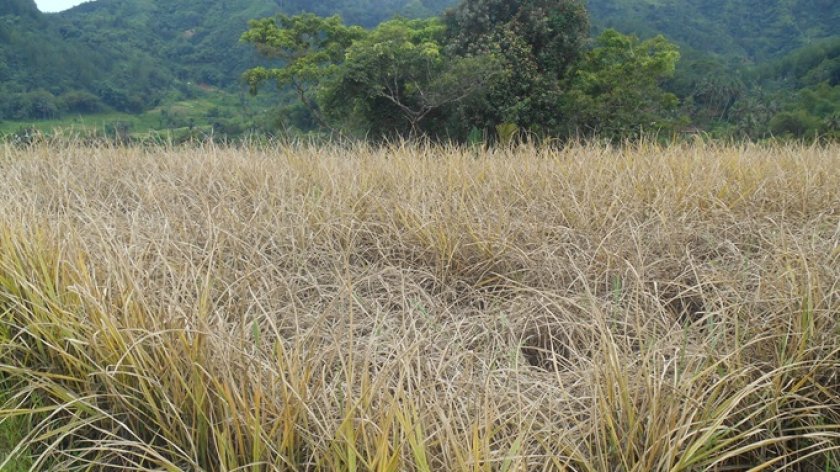 Sawah di kawasan DAS Cisokan diserang hama wereng karena pola tanam padi tidak serempak, intensifikasi penggunaan pestisida menyebabkan maraknya kematian musuh alami hama, dan kerapnya terjadi perubahan iklim yang tidak menentu. (Foto: Johan Iskandar)