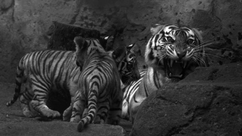 Induk harimau Benggala menjaga anak-anaknya di kandang karnivora Bandung Zoo, 22 Oktober 2025. (Foto: Prima Mulia/BandungBergerak) 