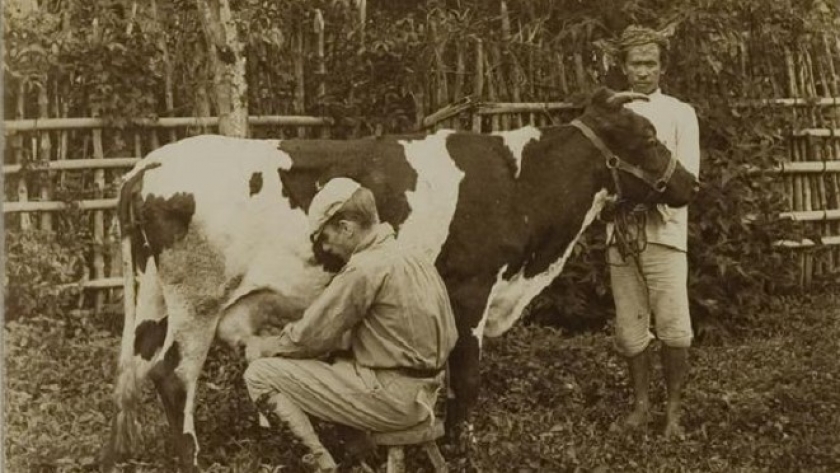 Tremlett, salah satu orang Boer di rintisan koloni pertanian di Lembang, sedang memerah sapi. (Sumber foto: https://digitalcollections.universiteitleiden.nl)