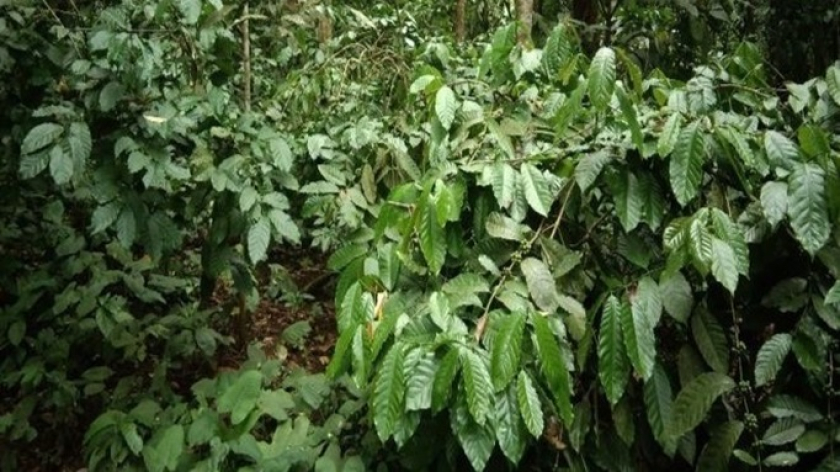 Tanaman kopi pada sistem agroforestri Hutan Kampung (Dukuh Lembur) yang rimbun di Baduy Luar. (Foto: Johan Iskandar)