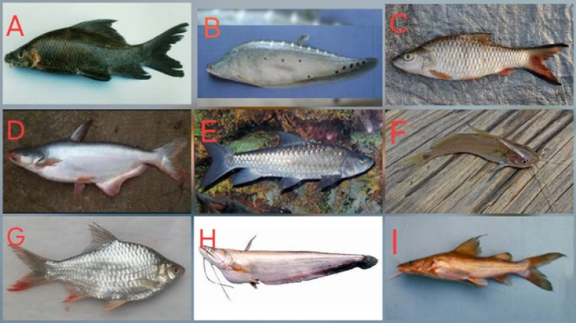 Aneka ragam ikan asli Citarum: (A) Arengan, (B) Balidra, (C) Hampal, (D) Jambal, (E) Kancra, (F) Kebogerang, (G) Lalawak, (H) Lika, and (I) Tagih.  (Foto: Dokumentasi Johan Iskandar) 