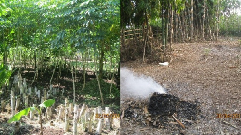 Kebun bambu ditebangi secara tebang habis dan dialih fungsikan menjadi lahan pertanian kebun monkultur komersial serta lahan terbangun menyebabkan hilangnya berbagai fungsi ekologi dan sosial ekonomi budaya bambu. (Foto: Johan Iskandar)