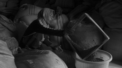 Pekerja menyeleksi green bean dengan saringan. Biji kopi kering dan kotoran dipisahkan menggunakan alat penyaring sebelum memasuki tahap sortir berikutnya, 10 Juni 2026. (Foto: Prima Mulia/BandungBergerak)