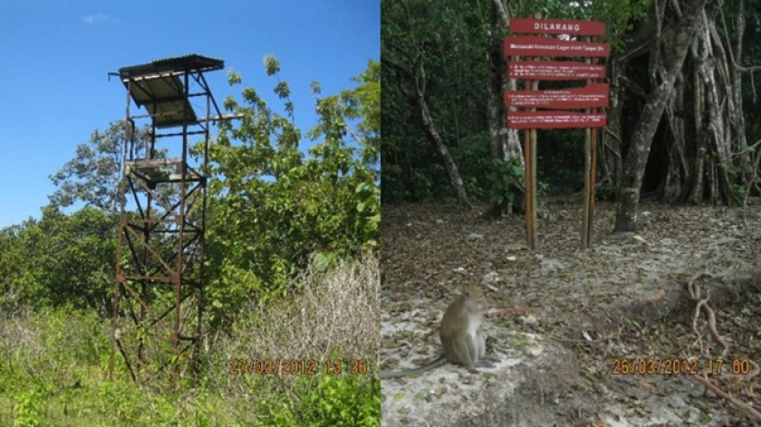 Gambar 1. Sisa-sisa besi tua bekas menara pengamatan banteng (kiri), dan monyet-monyet yang sifat alami keliarannya telah berubah drastis, menjadi ganas dan biasa menyerang penduduk yang membawa bungkusan keresek plastik di Cagar Alam Pananjung Pangandaran (kanan) (Foto: Johan Iskandar)