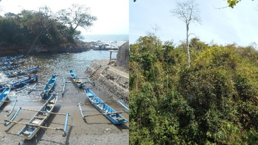 Gambar 2. Kawasan hutan di sebelah selatan yang lebat terbebas dari kerusakan oleh gangguan manusia karena disakralkan penduduk lokal (kiri), serta kawasan hutan sekunder bekas perambahan penduduk di bagian utara Cagar Alam Bojonglarang Jayanti, Cidaun (kanan) (Foto: Johan Iskandar)