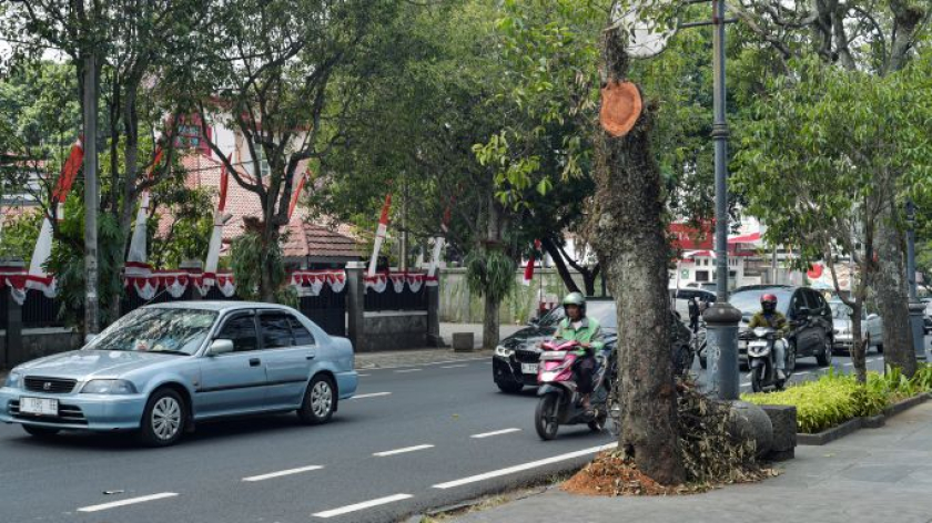 Pepohonan di Jalan RE Martadinata, Agustus 2026. (Foto: Fuzi Syakir/BandungBergerak)